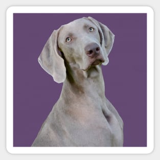 purple weimaraner Sticker